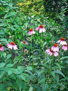 2010_07200003.jpg