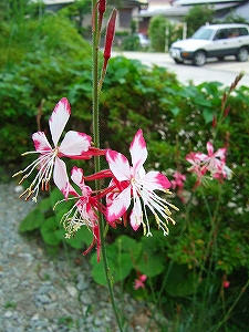 2010_07280001.jpg