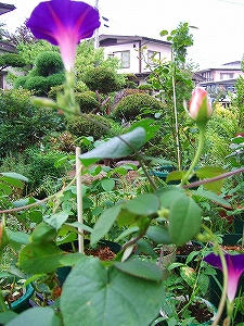 2010_09030001.jpg