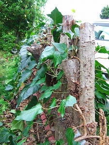 2010_09250002.jpg