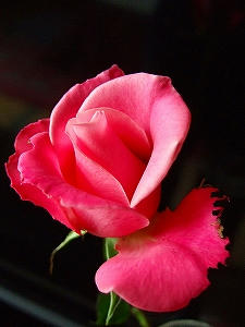 2010_10200002.jpg