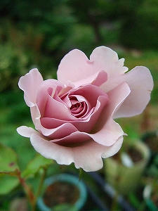 2010_10230004.jpg