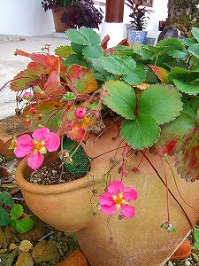 2010_11130008.jpg