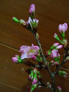 2011_02030002.jpg