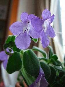 2011_02130005.jpg