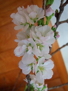 2011_05050018.jpg