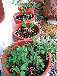 2011_05110008.jpg