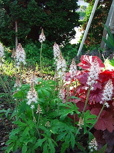 2011_05160006.jpg