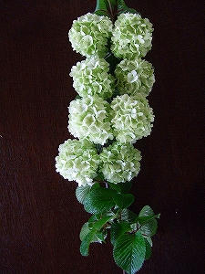 2011_05190006.jpg