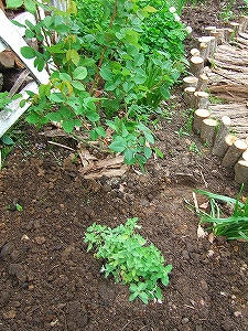 2011_05230003.jpg