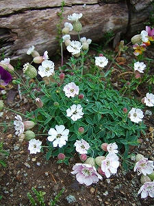 2011_05280008.jpg