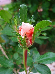 2011_05280011.jpg