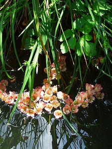 2011_05310001.jpg