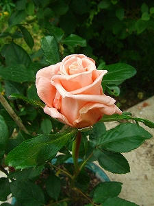 2011_06020004.jpg