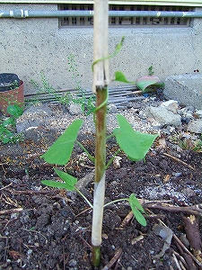 2011_06030001.jpg