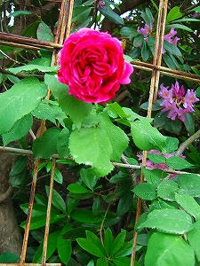 2011_06050006.jpg