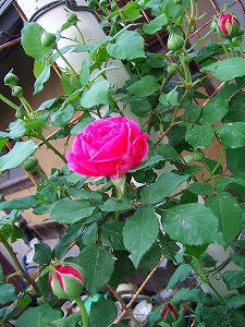 2011_06050007.jpg