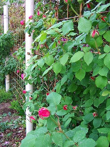 2011_06050008.jpg