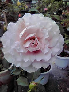 2011_07240002.jpg