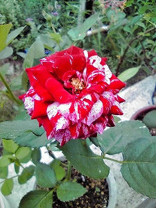 2011_07240003.jpg