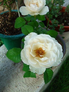 2011_07310002.jpg