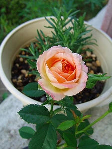 2011_07310003.jpg