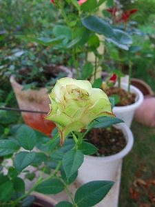 2011_07310005.jpg