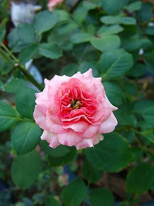 2011_07310006.jpg