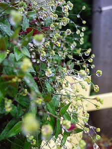 2011_07290010.jpg