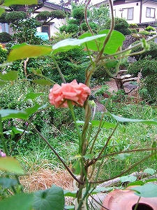 2011_09120001.jpg