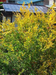2011_10270003.jpg
