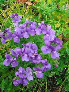 2011_11030010.jpg