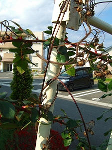 2011_11030011.jpg
