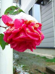 2011_11250011.jpg