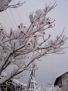 2011_12100003.jpg