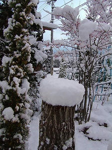 2011_12100004.jpg