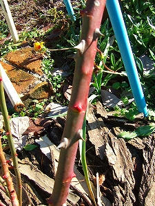 2011_12130001.jpg