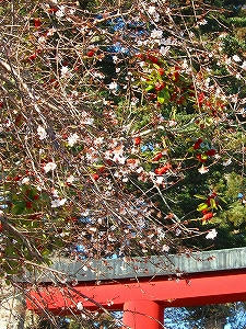 2011_12240009.jpg