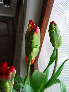 2012_02110007.jpg