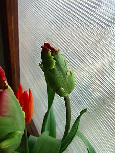 2012_02110009.jpg