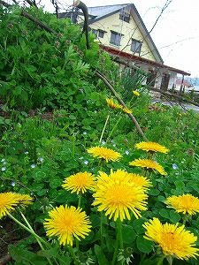 2012_05110002.jpg
