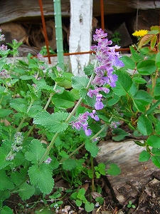 2012_05110007.jpg