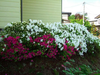 2012_05260008.jpg