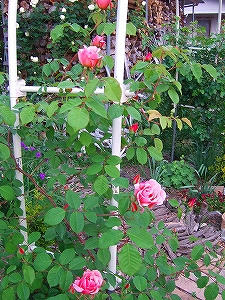 2012_06060001.jpg