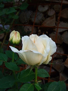 2012_06060006.jpg