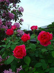2012_06060008.jpg