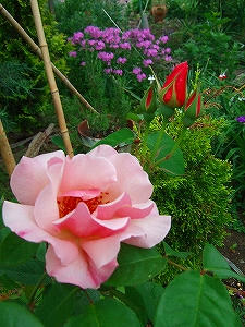 2012_06120004.jpg
