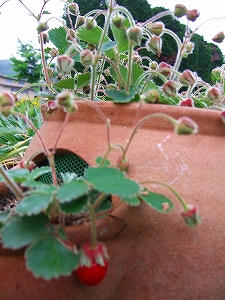 2012_06150004.jpg