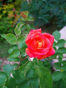 2012_06150001.jpg