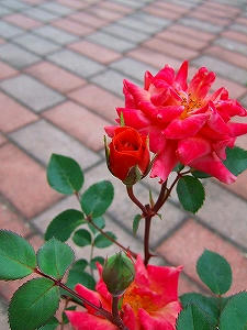 2012_06150010.jpg